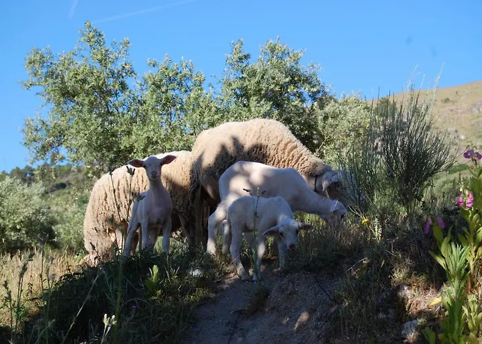 Farm stay Casa Da Carrica - Serra Da Estrela Guarda